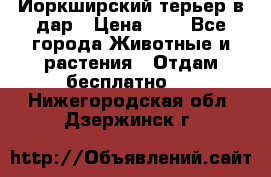 Йоркширский терьер в дар › Цена ­ 1 - Все города Животные и растения » Отдам бесплатно   . Нижегородская обл.,Дзержинск г.